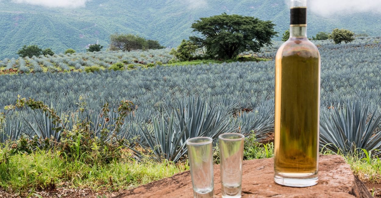 Agave, o que ? | Dicionrio Gastronmico