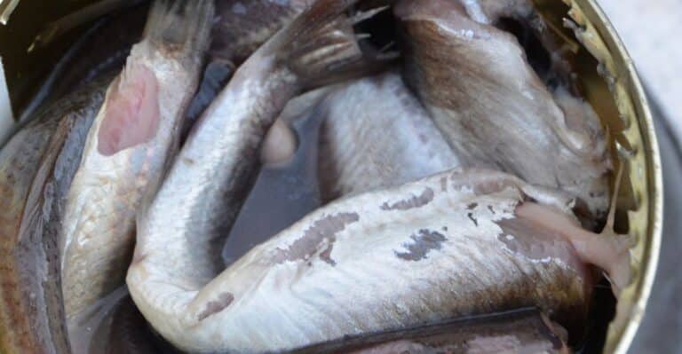Surströmming, o icônico arenque fermentado sueco dentro da lata aberta, mostrando os peixes fermentados.
