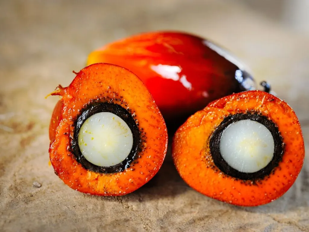 Fruto do dendê, uma pequena fruta ovalada com casca marrom e textura rugosa,