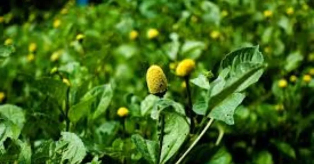 Folhas frescas de jambu usadas na culinária amazônica – destaque entre as comidas com J.